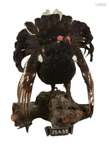 A preserved black grouse, Tetrao tetrix, dated 1959, modelled on a naturalistic wood mount with