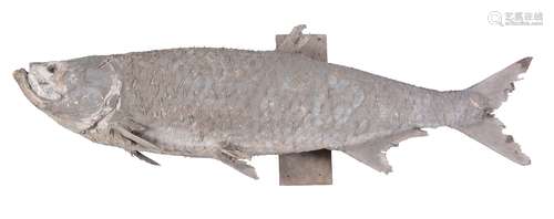 A preserved model of a tarpon, Megalops atlanticus, mounted on a wooden wall-mount, approx 178cm