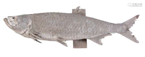 A preserved model of a tarpon, Megalops atlanticus, mounted on a wooden wall-mount, approx 178cm