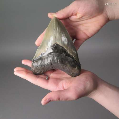 Megalodon Tooth, North Carolina, USA