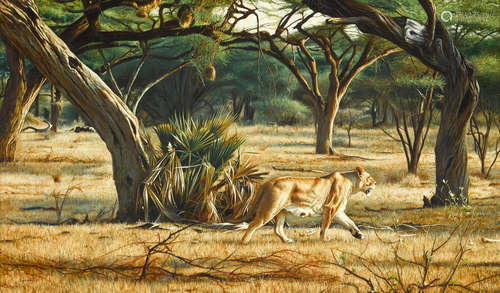 Lioness, morning game drive 16 x 27in (40.7 x 68.6cm) Tony Karpinski(British, born 1965)