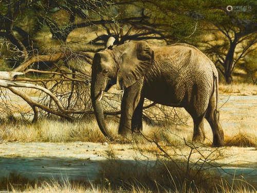 Elephant in Samburu, Kenya 18 x 24in (45.7 x 61cm) Tony Karpinski(British, born 1965)