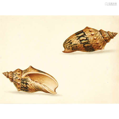 MANNER OF IGNAZ VON BORN SHELL STUDY Mixed media 18cm x 22cm (7in x 8.75in) and two others shell