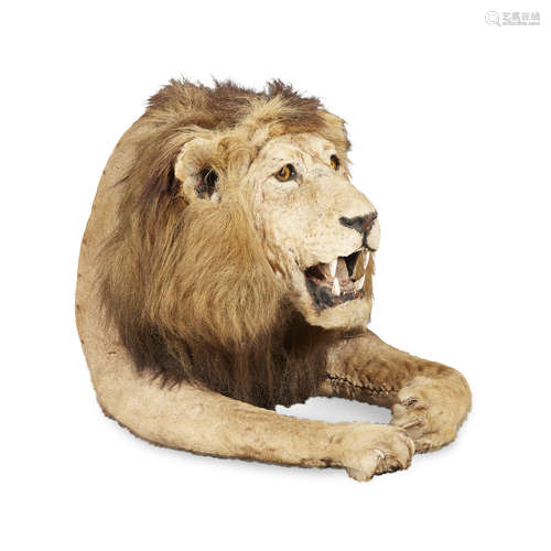 HALF MOUNT TAXIDERMY MALE ASIATIC LION, BY ROWLAND WARD CIRCA 1900 comprising the front section of