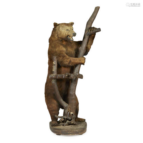 FULL MOUNT TAXIDERMY BROWN BEAR LATE 19TH CENTURY standing upright on its rear legs grasping a