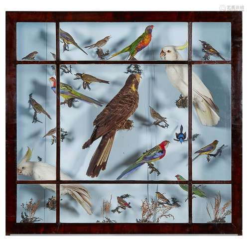 LARGE VICTORIAN TAXIDERMY DIORAMA WITH BIRDS OF AUSTRALIA LATE 19TH CENTURY comprising twenty