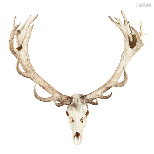 LARGE SET OF RED DEER ANTLERS (CERVUS ELAPHUS S.P.) with twenty-six points, mounted on a stag head