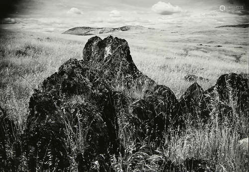 Ansel Adams (American, 1902-1984), Untitled (California Foxtail), circa 1949, gelatin silver