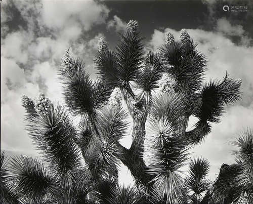 Ansel Adams (American, 1902-1984), 