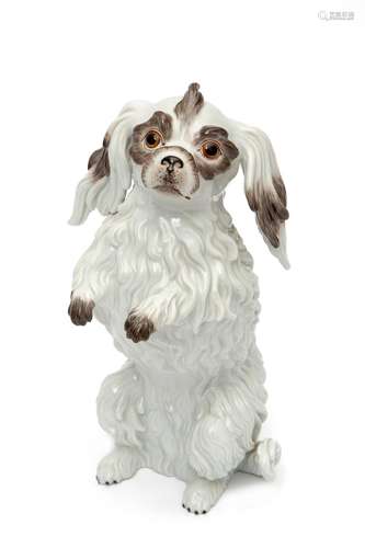 A Meissen porcelain Bolognese terrier dog figure