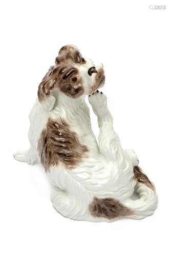 A Meissen porcelain scratching Bolognese dog figure