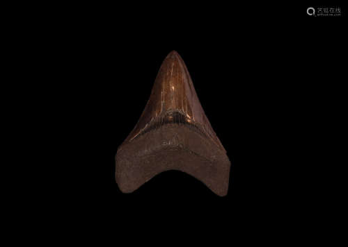 Carcharocles Megalodon Fossil Shark's Tooth
