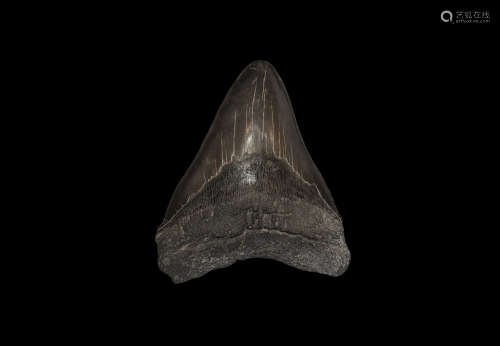 Carcharocles Megalodon Fossil Shark's Tooth