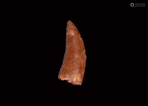 Natural History - African 'T-Rex' Fossil Tooth