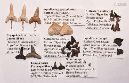 Natural History - Extinct Fossil Shark Tooth Collection