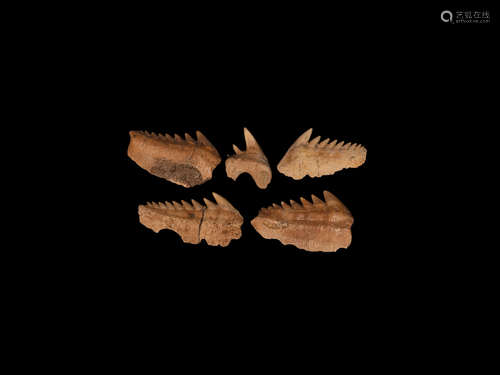 Natural History - Extinct Cow Shark Fossil Tooth Group