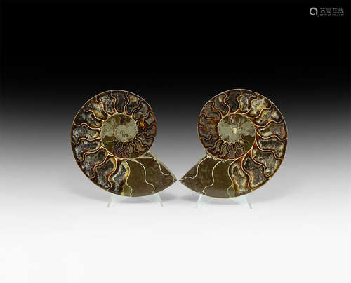 Natural History - Cut and Polished Fossil Ammonite Pair