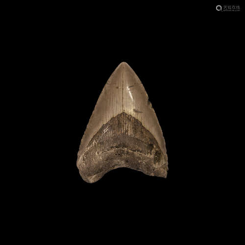 Natural History - Megalodon Fossil Shark Tooth