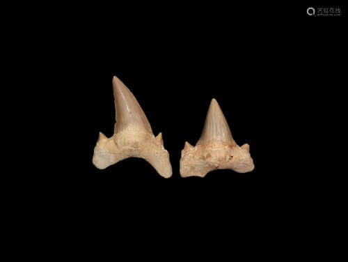 Natural History - Large Otodus Fossil Shark Tooth Pair