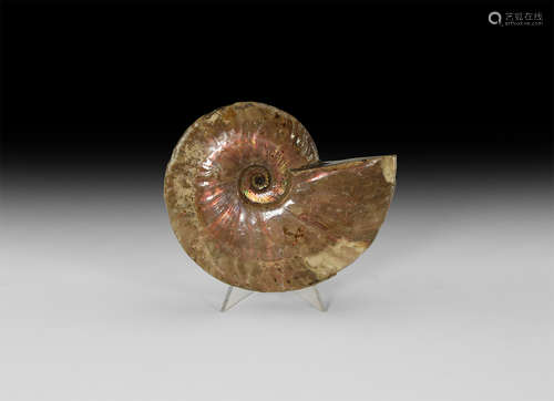 Natural History - Opal Lustre Fossil Ammonite