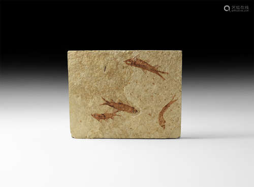 Natural History - Fossil Fish Mortality Plate