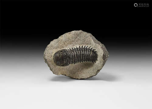 Natural History - Crotalocephalus Fossil Trilobite