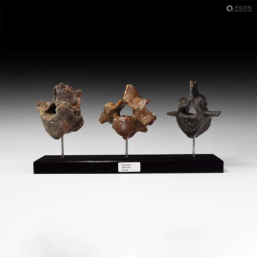 Natural History - British Ice Age Bison Vertebra Group