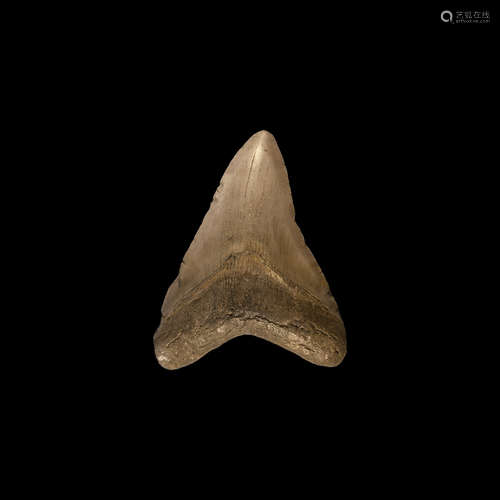 Natural History - Megalodon Fossil Shark Tooth