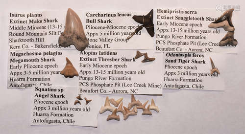 Natural History - Extinct Fossil Shark Tooth Collection