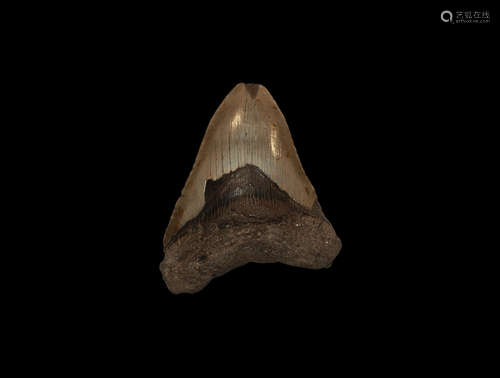 Natural History - Megalodon Fossil Shark Tooth