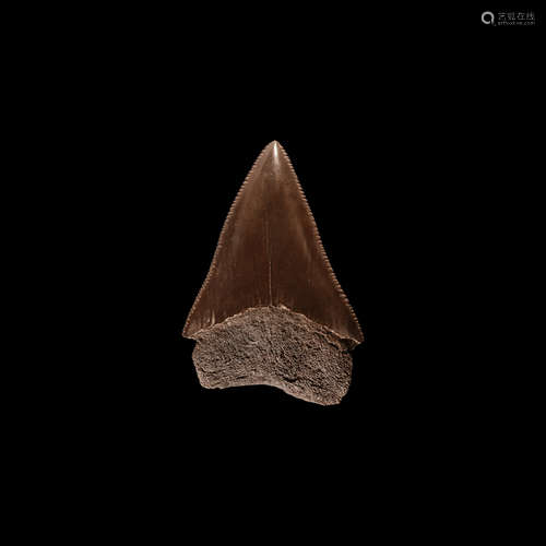 Natural History - Great White Shark Fossil Tooth