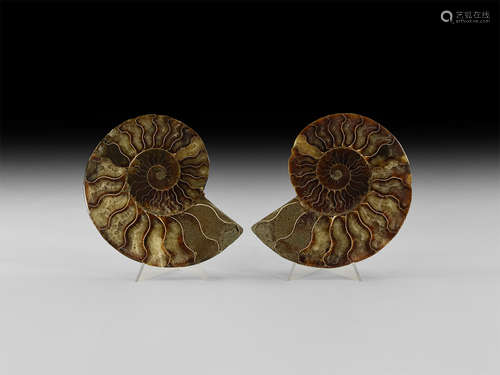 Natural History - Cut and Polished Fossil Ammonite