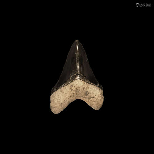 Natural History - Carcharocles Megalodon Fossil Giant Shark's Tooth