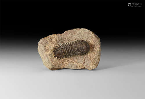 Natural History - Crotalocephalus Fossil Trilobite