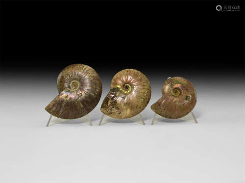 Natural History - Opal Lustre Fossil Ammonite Group