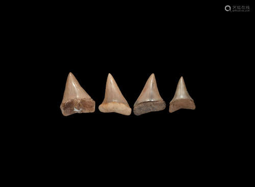 Natural History - Great White Fossil Shark Tooth Collection