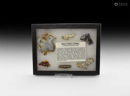 Natural History - Agatised Coral Collection