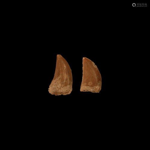 Natural History - African 'T-Rex' Fossil Tooth Group