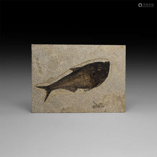 Natural History - Diplomystus Fossil Fish