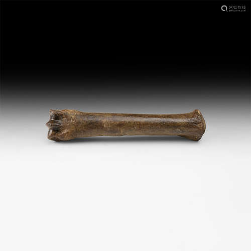 Natural History - Ice Age Horse Bone