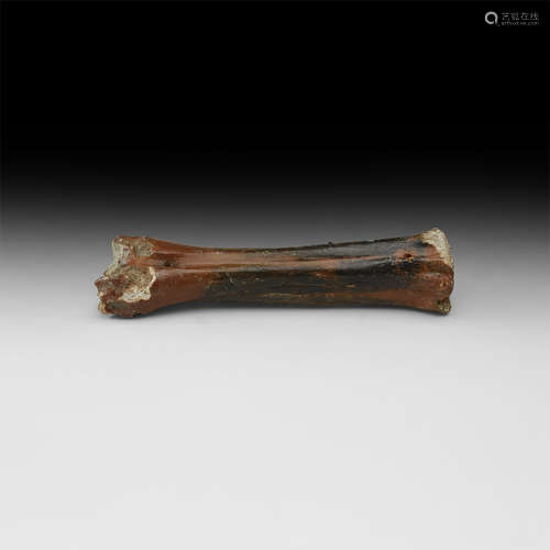 Natural History - Ice Age Bison Bone