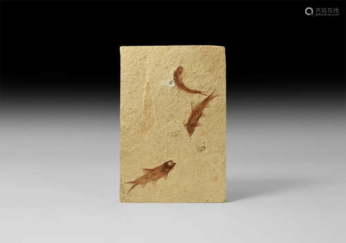 Natural History - Fossil Fish Mortality Plate