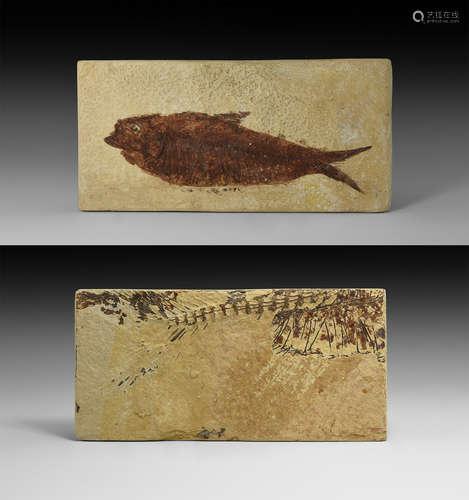 Natural History - Wyoming Fossil Fish