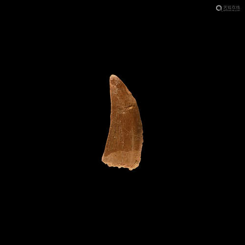 Natural History - Bahariasaurus Ingens Fossil Dinosaur Tooth