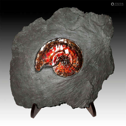 IRIDESCENT CANADIAN AMMONITE IN MATRIX ON WOOD STAND