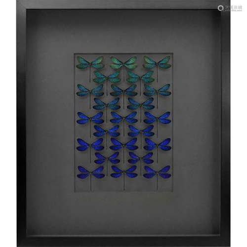 BLUE DAMSELFLY INSECT STUDY, FRAMED SHADOWBOX