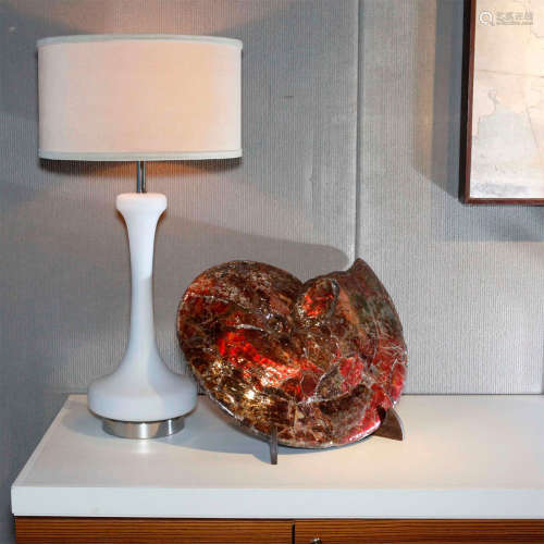 CANADIAN AMMONITE ON WOOD STAND