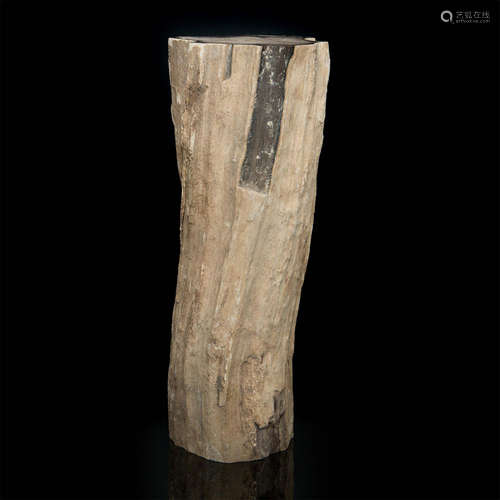 PETRIFIED WOOD SPECIMEN