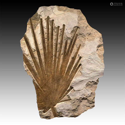 PARTIAL FOSSIL PALM FROND, GREEN RIVER, WYOMING