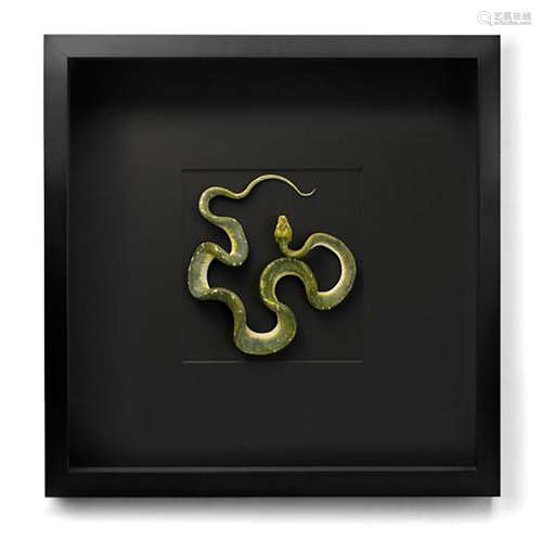 GREEN TREE PYTHON SPECIMEN, FRAMED SHADOWBOX